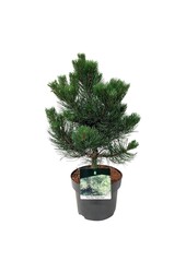 Denneboom Pinus nigra Oregon Green