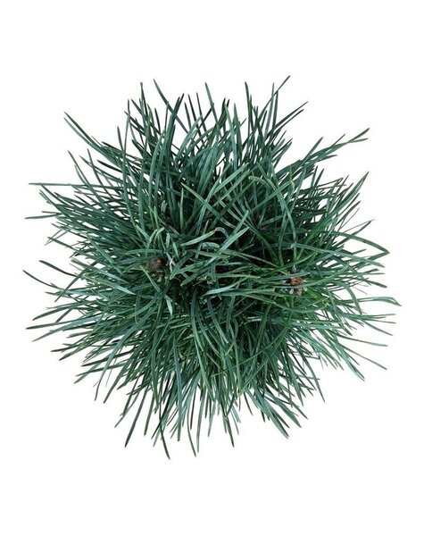 Pinus