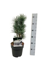 Denneboom Pinus Fastigiata