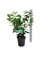 Portugese laurier Prunus Rotundifolia