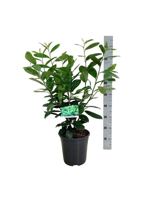 Laurier du Portugal Prunus Rotundifolia