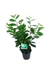 Portugese laurier Prunus Rotundifolia