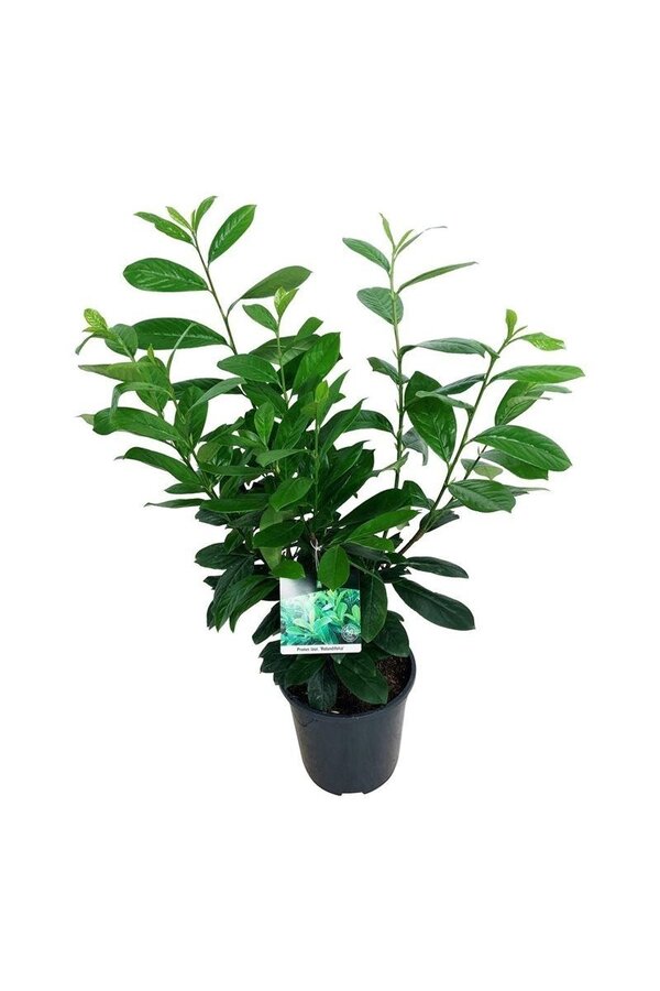 Portugese laurier Prunus Rotundifolia