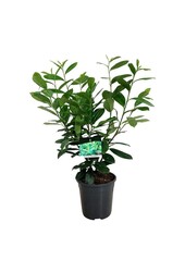 Portugese laurier Prunus Rotundifolia