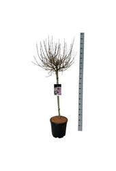 Sering Syringa meyeri Palibin