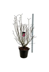 Sering Syringa And. an Ludwig Späth