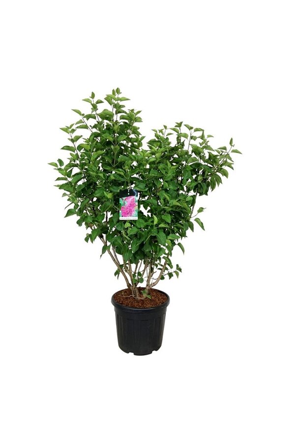 Sering Syringa And. an Ludwig Späth