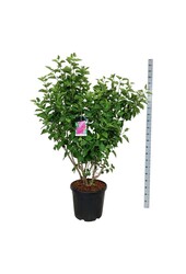 Sering Syringa And. an Ludwig Späth