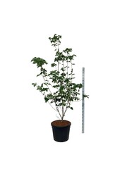 Kornoelje Cornus kousa Venus ®