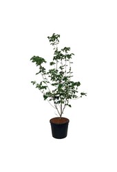 Kornoelje Cornus kousa Venus ®