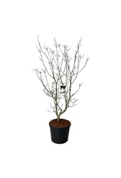 Cornouiller Cornus kousa Venus ®