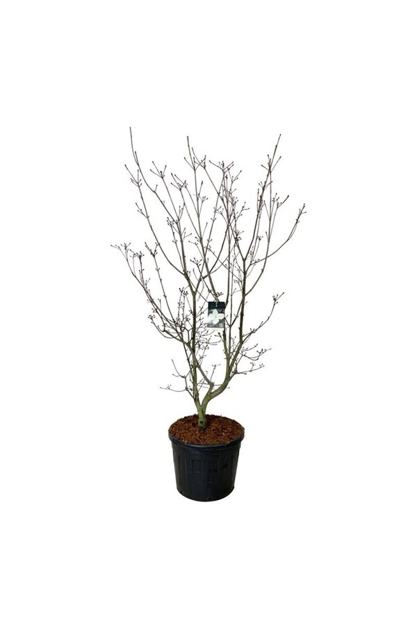 Kornoelje Cornus kousa Venus ®