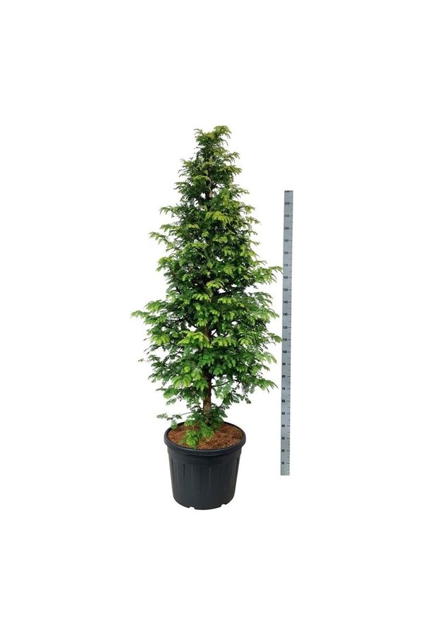 Metasequoia Amber Glow PBR