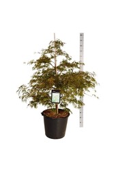 Esdoorn Acer Dissectum