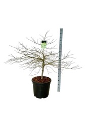 Érable Acer Dissectum
