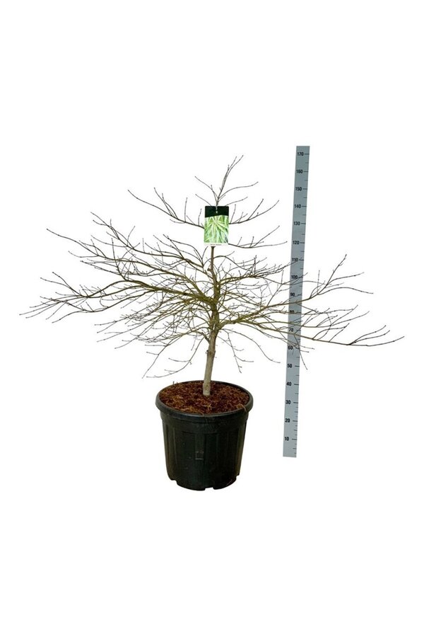 Érable Acer Dissectum