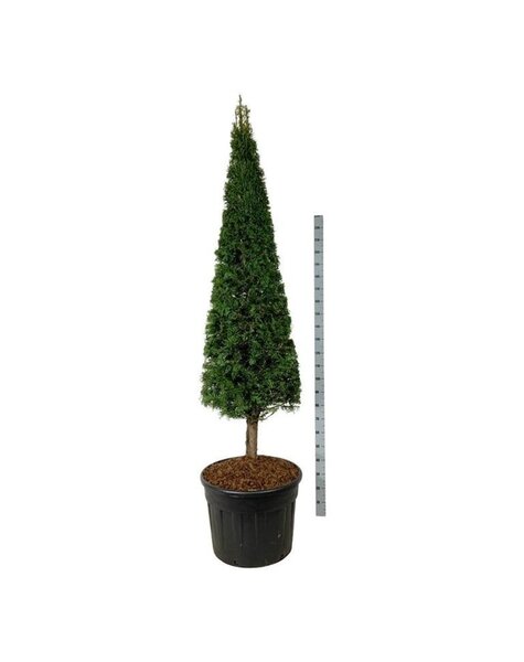 Taxus