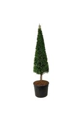 Venijnboom Taxus baccata