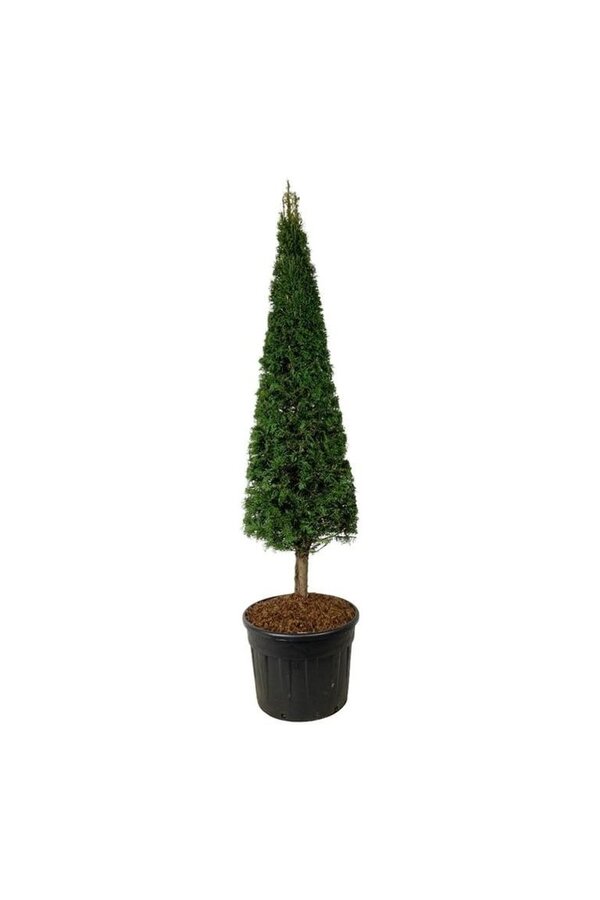 Venijnboom Taxus baccata