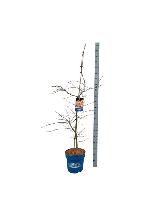 Érable Acer Ice Dragon ®