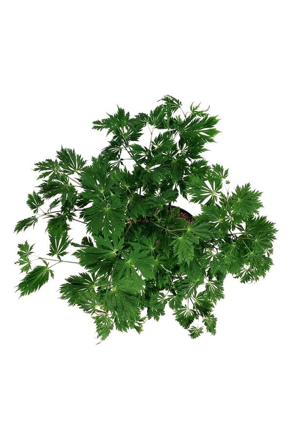 Esdoorn Acer japonicum Aconitifolium