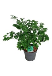 Érable Acer japonicum Aconitifolium