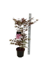 Érable Acer Atropurpureum