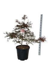 Esdoorn Acer Garnet