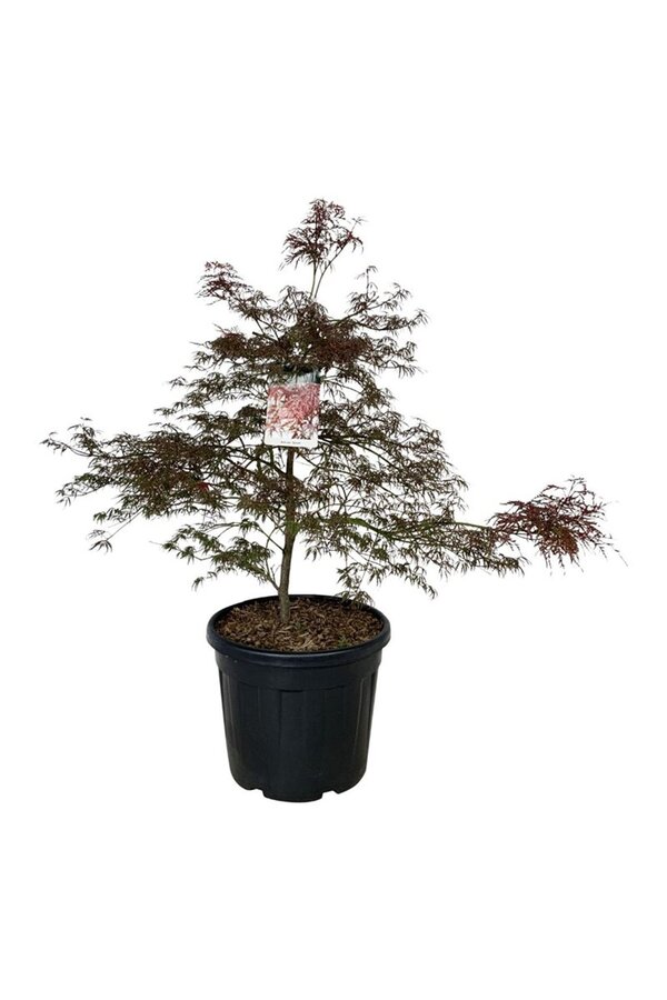 Érable Acer Garnet