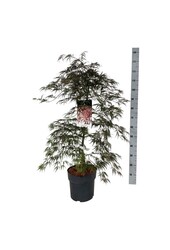 Esdoorn Acer Garnet