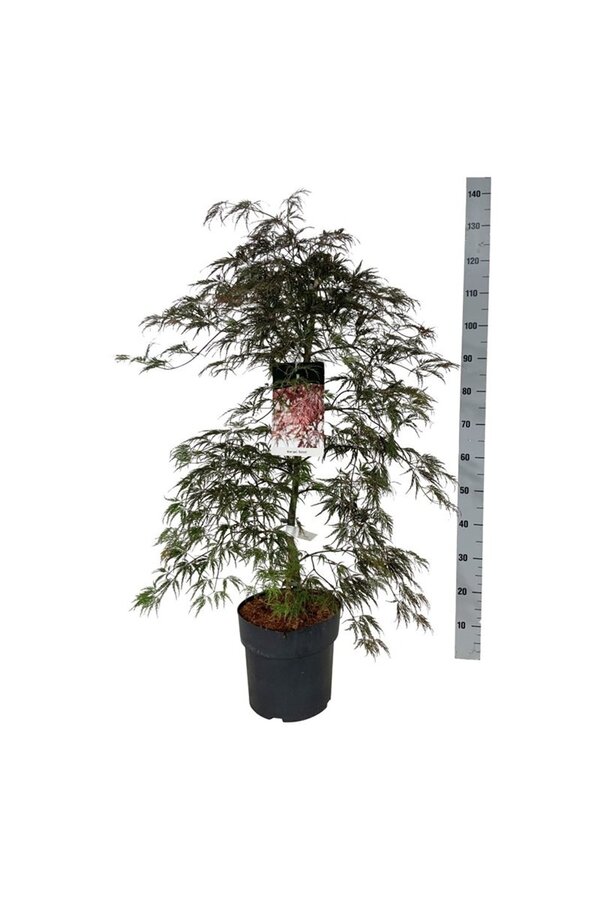 Esdoorn Acer Garnet