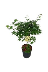 Érable Acer Osakazuki