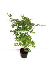 Esdoorn Acer Osakazuki