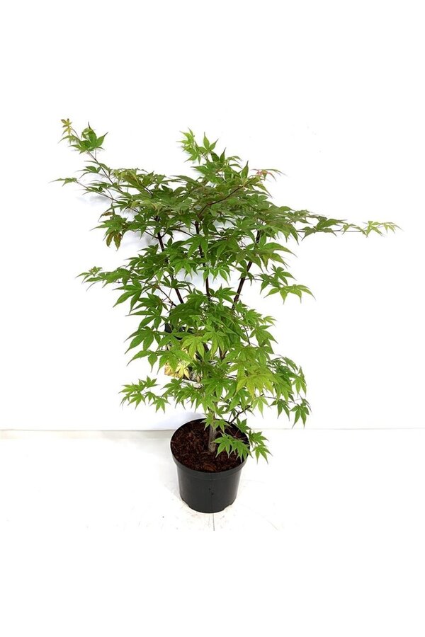 Érable Acer Osakazuki