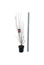 Érable Acer Skeeters Broom