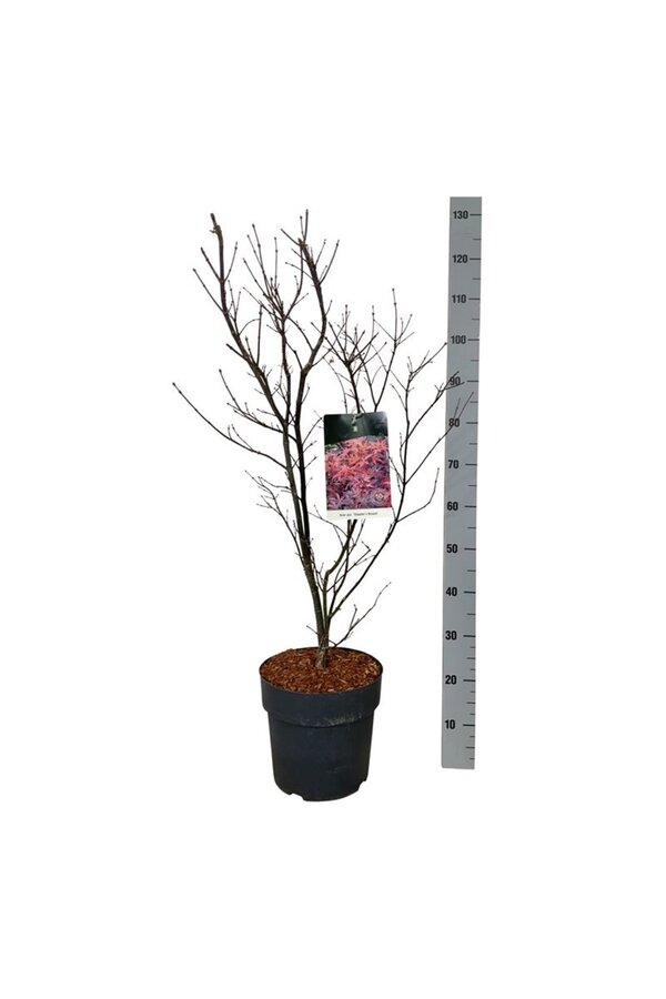 Érable Acer Skeeters Broom