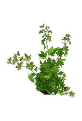 Érable Acer shirasawanum Jordan