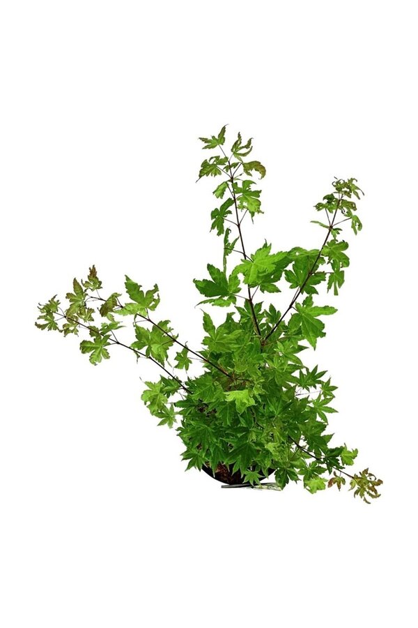 Esdoorn Acer shirasawanum Jordan