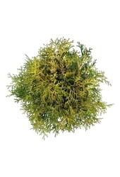 Chamaecyparis Kamarachiba