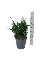 Chamaecyparis Teddy Bear