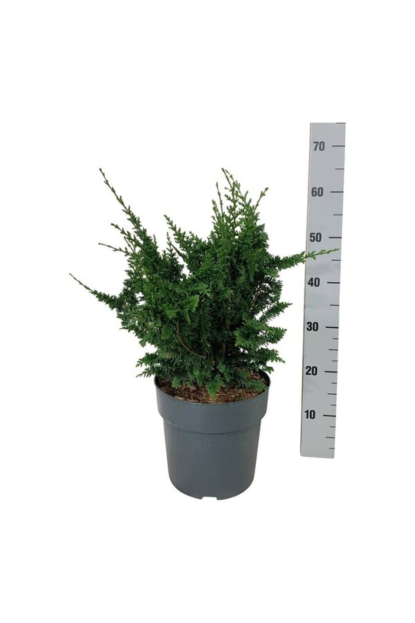 Chamaecyparis Teddy Bear