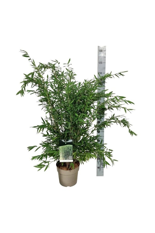 Bamboe Fargesia nitida Gansu 95/2