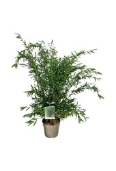 Bamboe Fargesia nitida Gansu 95/2