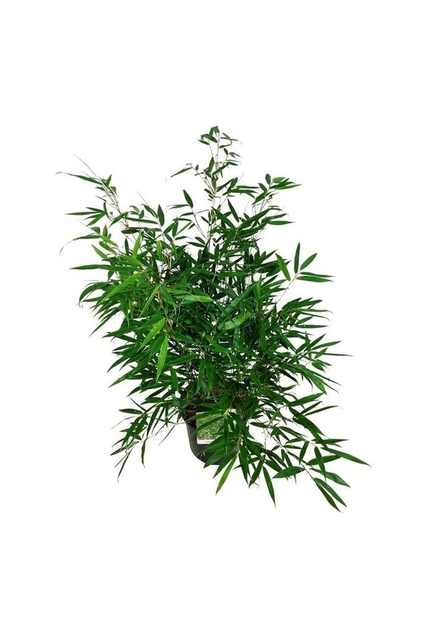 Bambou Fargesia robusta Pingwu