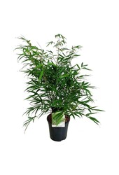 Bambou Fargesia robusta Pingwu