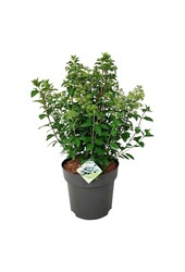 Hortensia Hydrangea Bobo