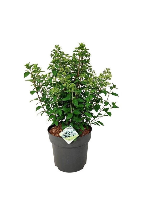 Hortensia Hortensia Bobo