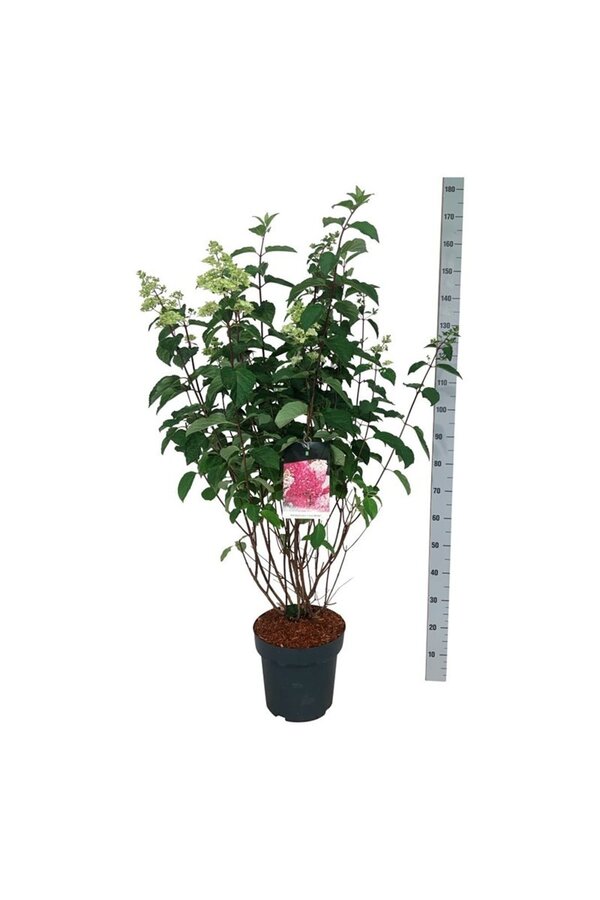 Hortensia Hydrangea Fraise Melba