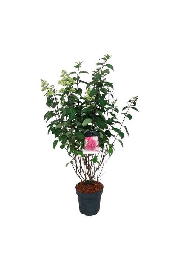 Hortensia Hydrangea Fraise Melba