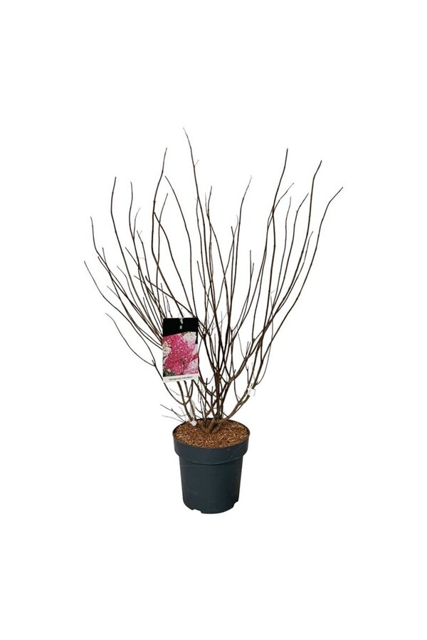 Hortensia Hydrangea Fraise Melba